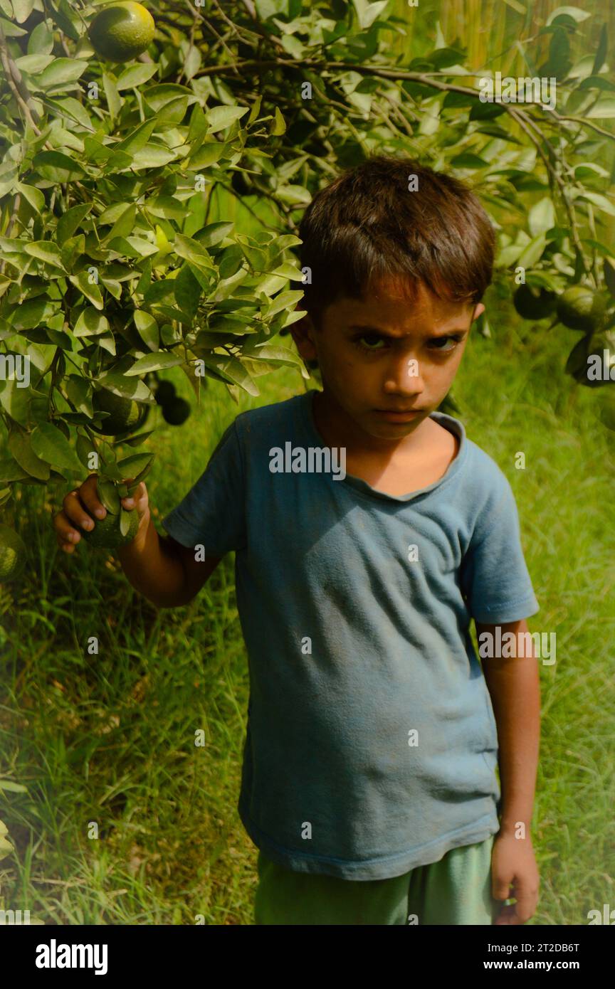 Ein kleiner Junge, der einen Zweig aus unreifen Orangen hält. Hängender Orangenzweig an der Hand. Orangenfrüchte isoliert auf der Hand. Orange. Zitrusfrüchte. Orangen. Stockfoto