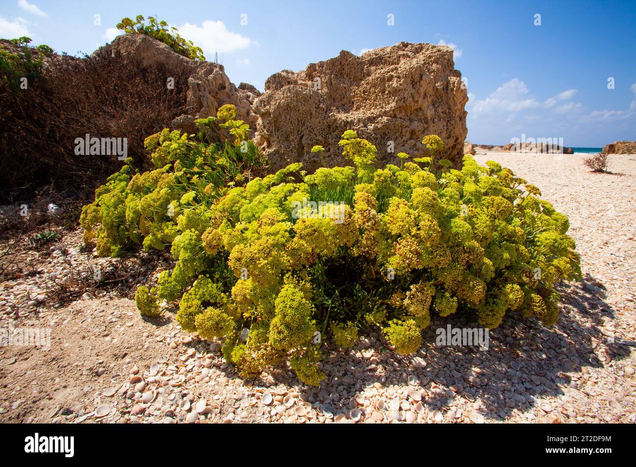 Meeresfenchel Stockfoto