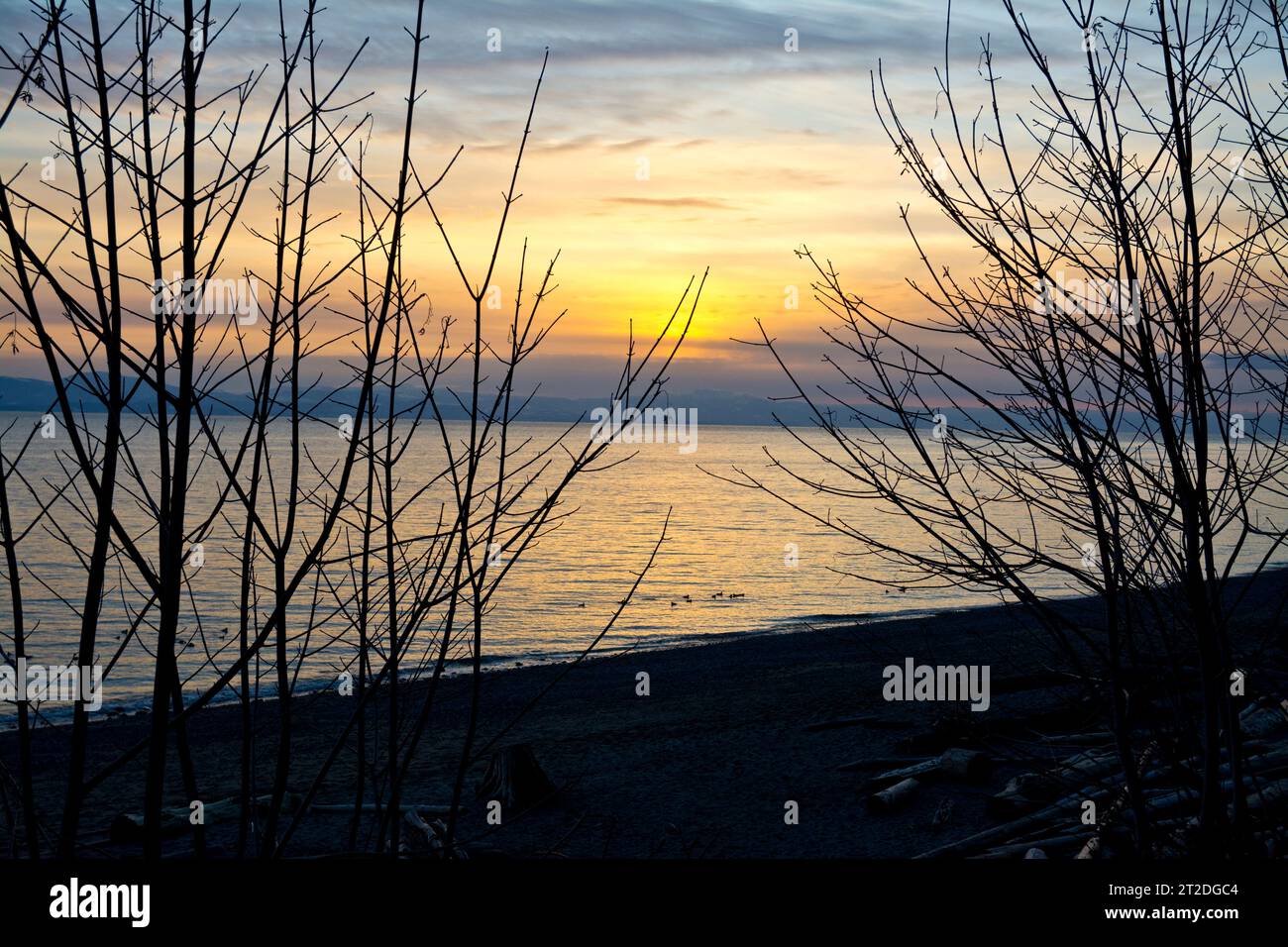 Wintersonnenuntergang auf den Gewässern der Davis Bay an der Sunshine Coast von British Columbia. Sonnenuntergang über dem Wasser mit Ast-Silhouetten. Stockfoto