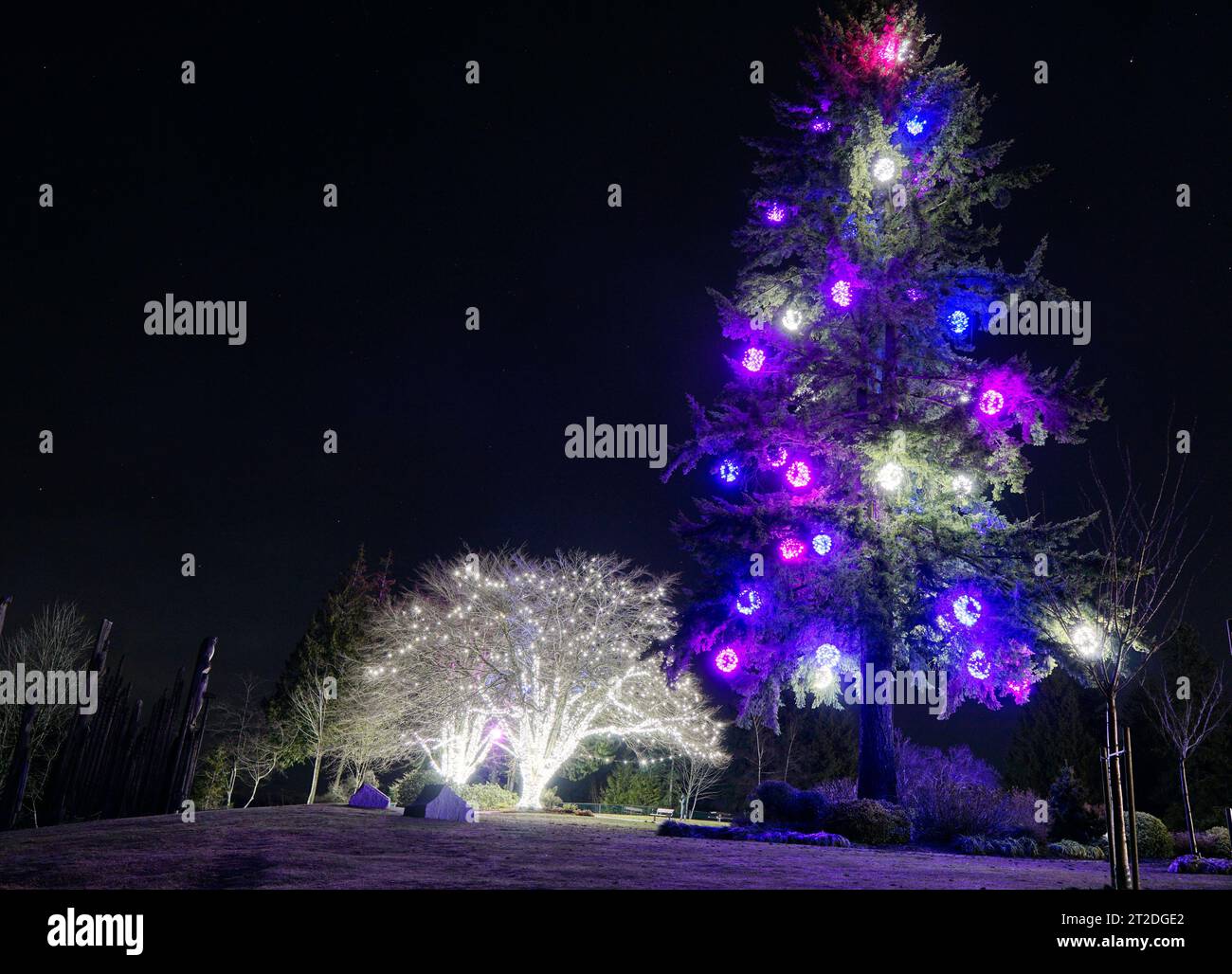 Weihnachtsbeleuchtung in den Bäumen im Burnaby Mountain Park bei Nacht, Winter 2023. Metro Vancouver Weihnachtsbeleuchtung. Stockfoto