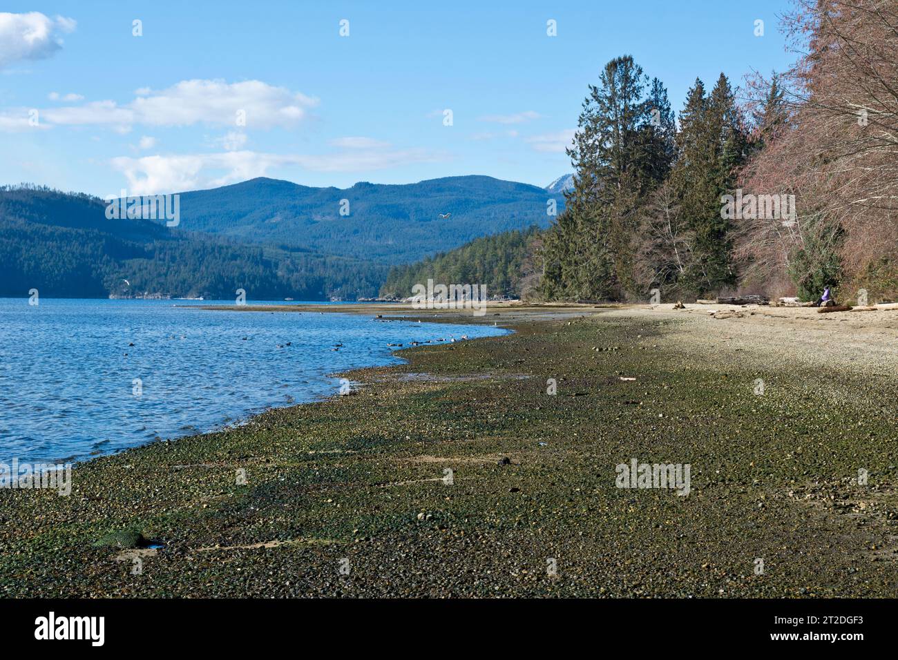 Der Strand im Porpoise Bay Provincial Park in der Nähe von Sechelt, British Columbia im Winter. Stockfoto