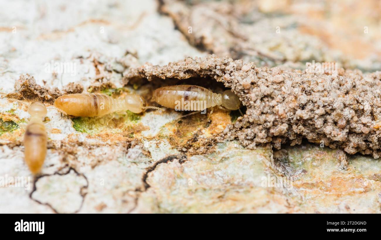 Nahaufnahme von Arbeitertermiten, die im Nest auf dem Waldboden wandern, Termiten, die in Schlammrohren wandern, kleine Termiten, selektiver Fokus. Stockfoto