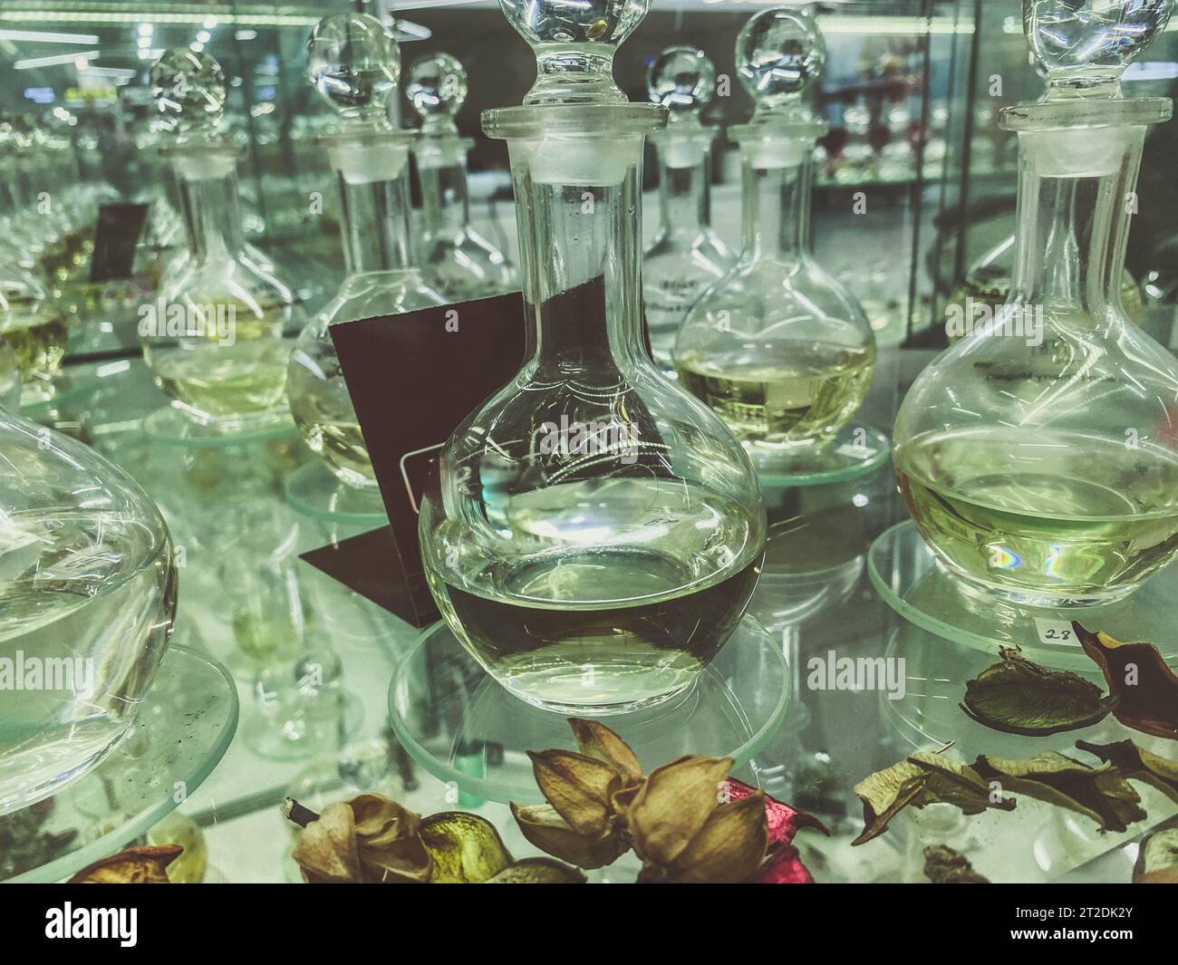 Dekorierte Vitrine aus transparentem Glas mit Parfüm. Parfums in transparenten Flaschen. Erzeugung einer Blütenzusammensetzung aus dem Pressen von Pflanzen wi Stockfoto