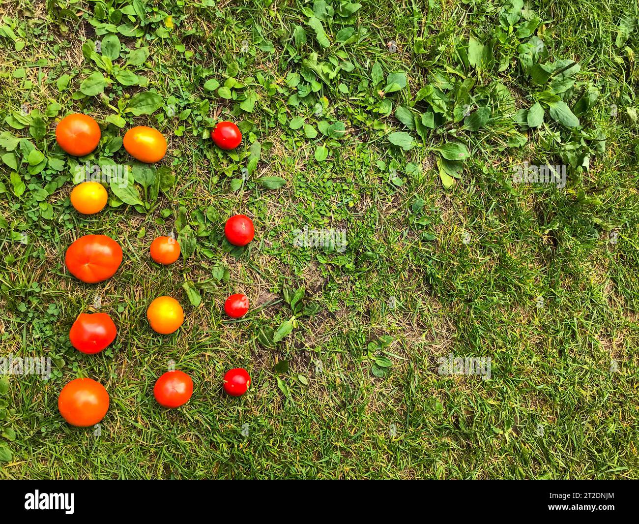 Der Buchstabe E aus Tomaten. Die Inschrift ist mit roten und gelben, runden Tomaten auf einem Grashintergrund gesäumt. Rohes Essen, Vegetarismus, leckeres A Stockfoto