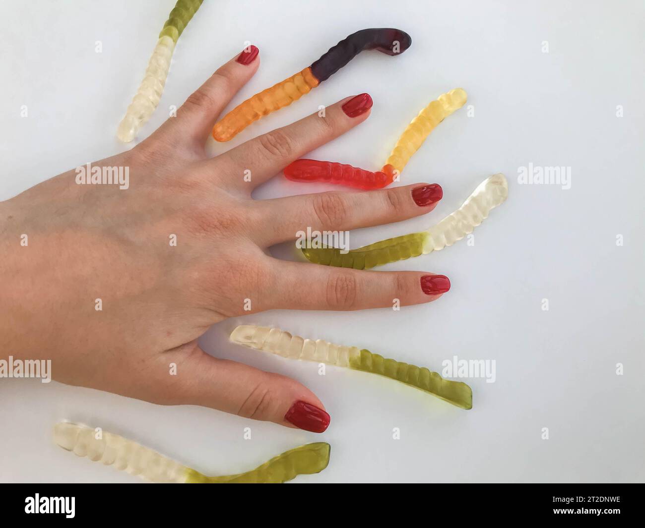 Lange, mundtränende, mehrfarbige Würmer auf der Hand eines Mädchens mit einer hellroten Maniküre. Die Würmer liegen zwischen den Fingern. Ungewöhnliches Dessertservieren Stockfoto
