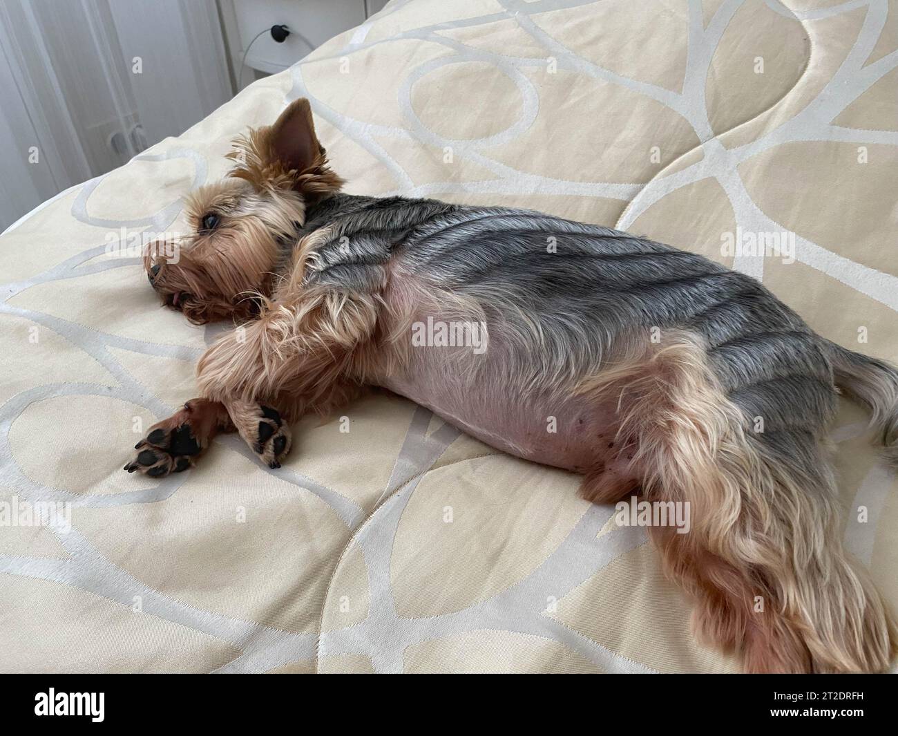 Blick von oben auf den neugierigen Yorkshire Terrier Welpen, der vom weißen Kissen Bettkorb aufblickt... Stockfoto