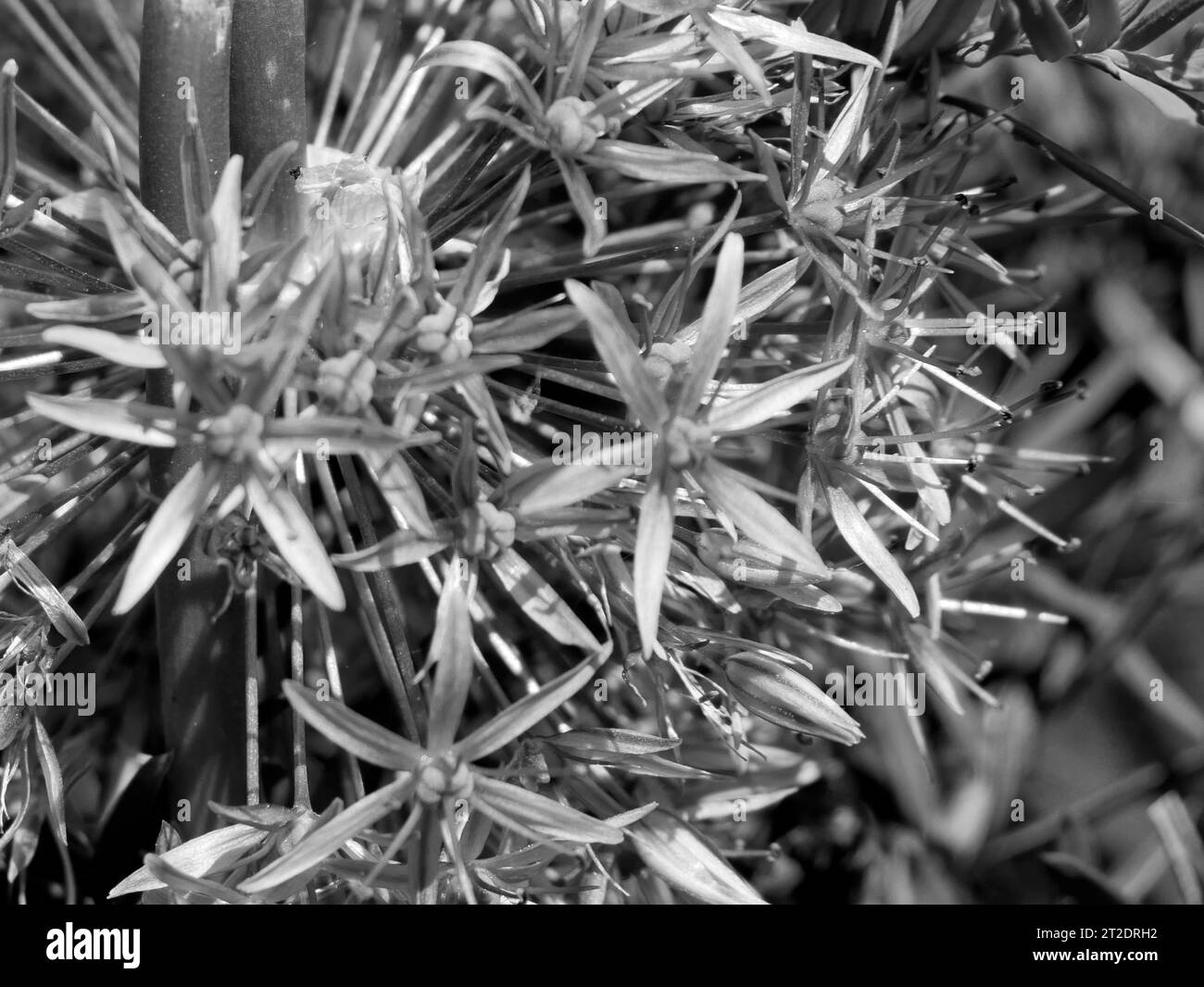 Blüte über unscharfem natürlichen Hintergrund Stockfoto