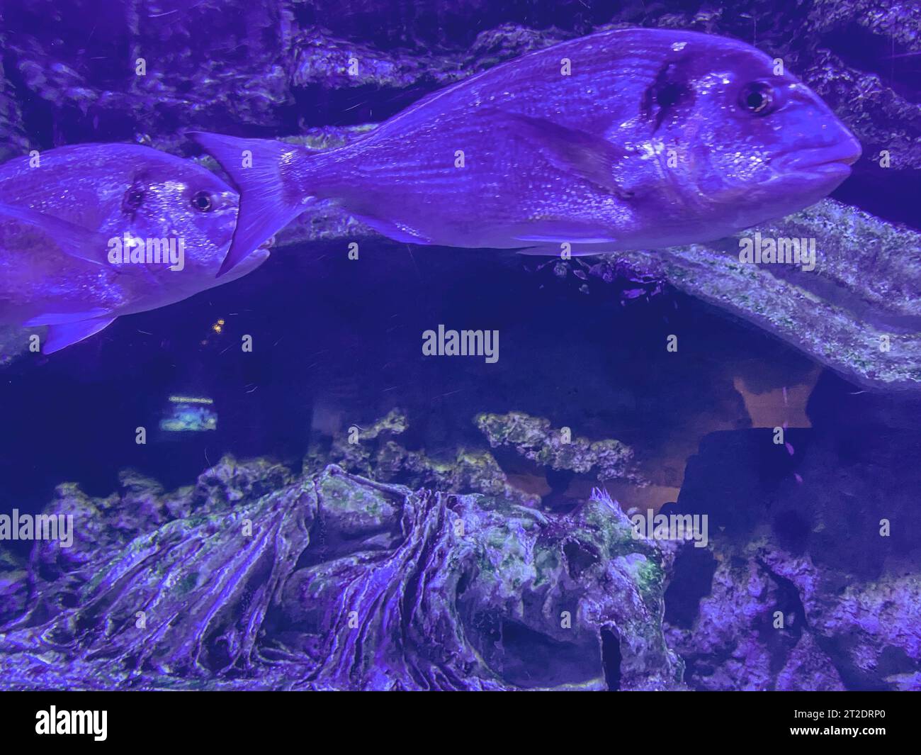 Fischschwärme schwimmen unter Wasser. Eine ungewöhnliche, seltene Piranha-Art mit glänzenden Schuppen. aquarienfische, Beobachtung der Unterwasserwelt in den Ozeanen Stockfoto