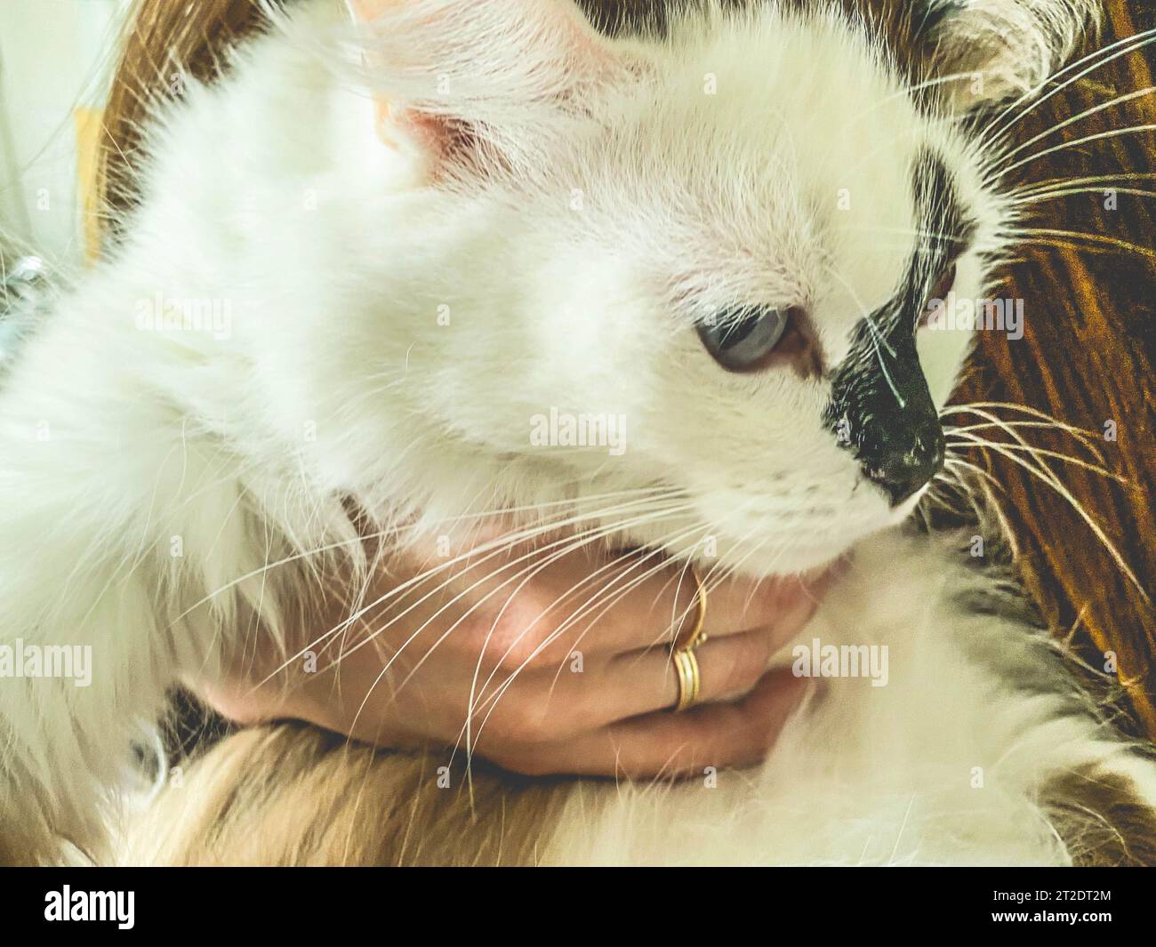 Eine weiße Katze mit blauen Augen und einer schwarzen Nase in den Händen eines Mädchens. Flauschiges Kätzchen in den Armen einer langhaarigen Frau mit Maniküre und Ringen auf ihrem fell Stockfoto