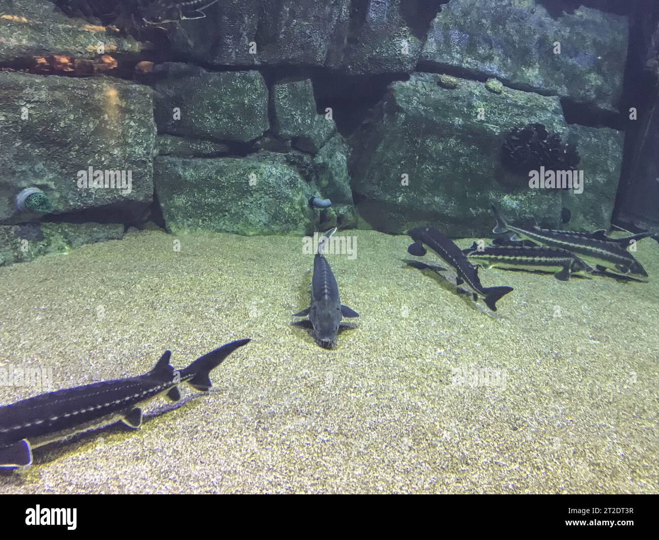 Schwarze, lange Fische schwimmen auf dem Meeresboden mit Sand und Steinen im Ozeanarium. Unterwasserwelt. Seltene exotische Fische. Stockfoto