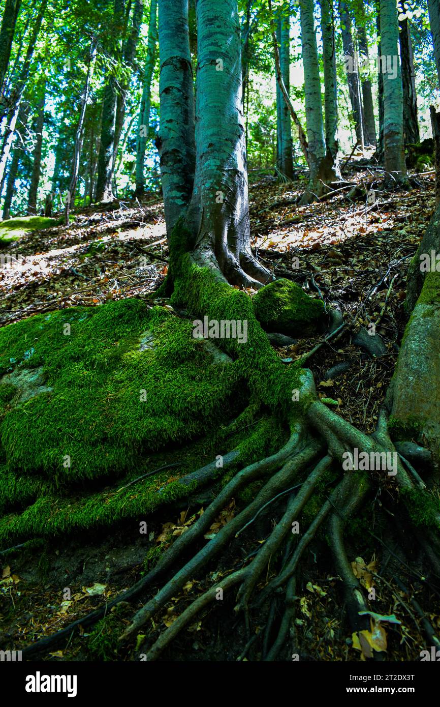 Mistic Forest Stockfoto