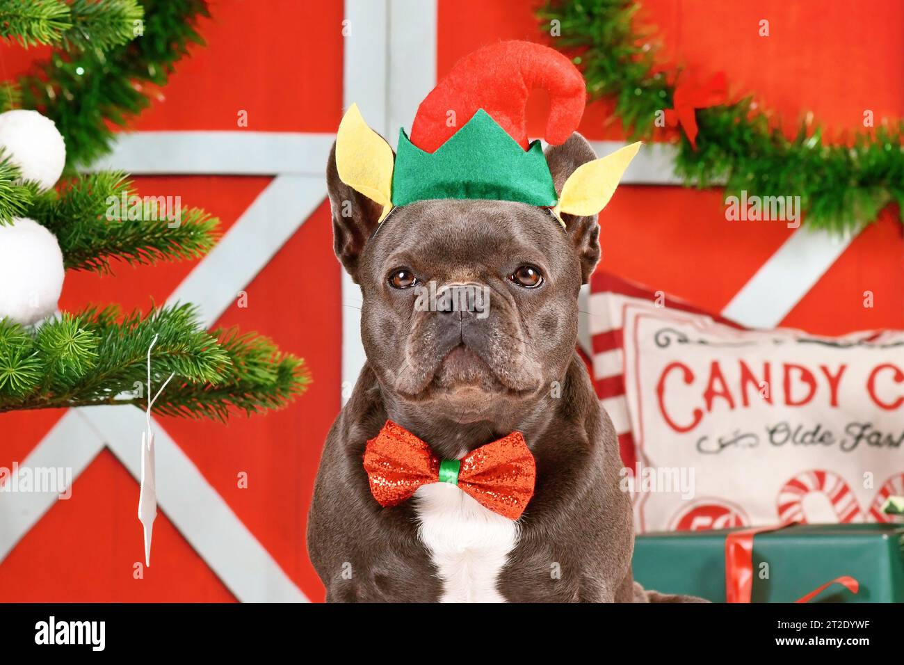 Porträt eines französischen Bulldogge-Hundes, der Weihnachtselfen-Kostümmhut und Schleife zwischen festlicher Dekoration trägt Stockfoto