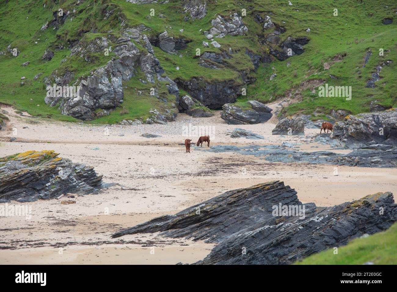 Spektakuläre Schluchten, Bögen und Seestapel prägen die Küste zwischen Kintra und Port Alsaig auf Islay. Stockfoto