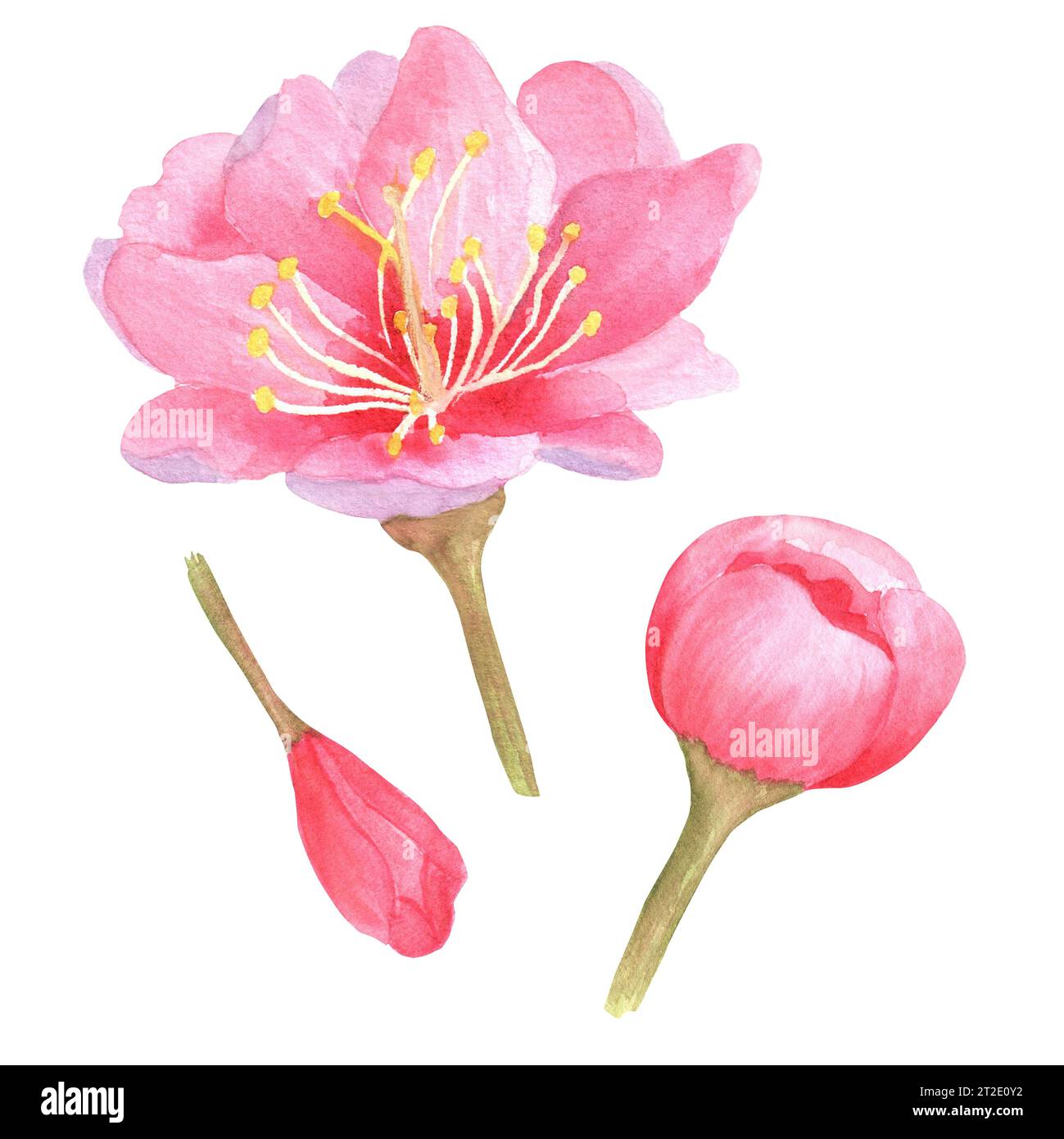 Handgezeichnete Aquarellillustration. Wunderschöne rosa Kirschblüten, Sakura-Blüten und Knospen für Designarbeiten Stockfoto