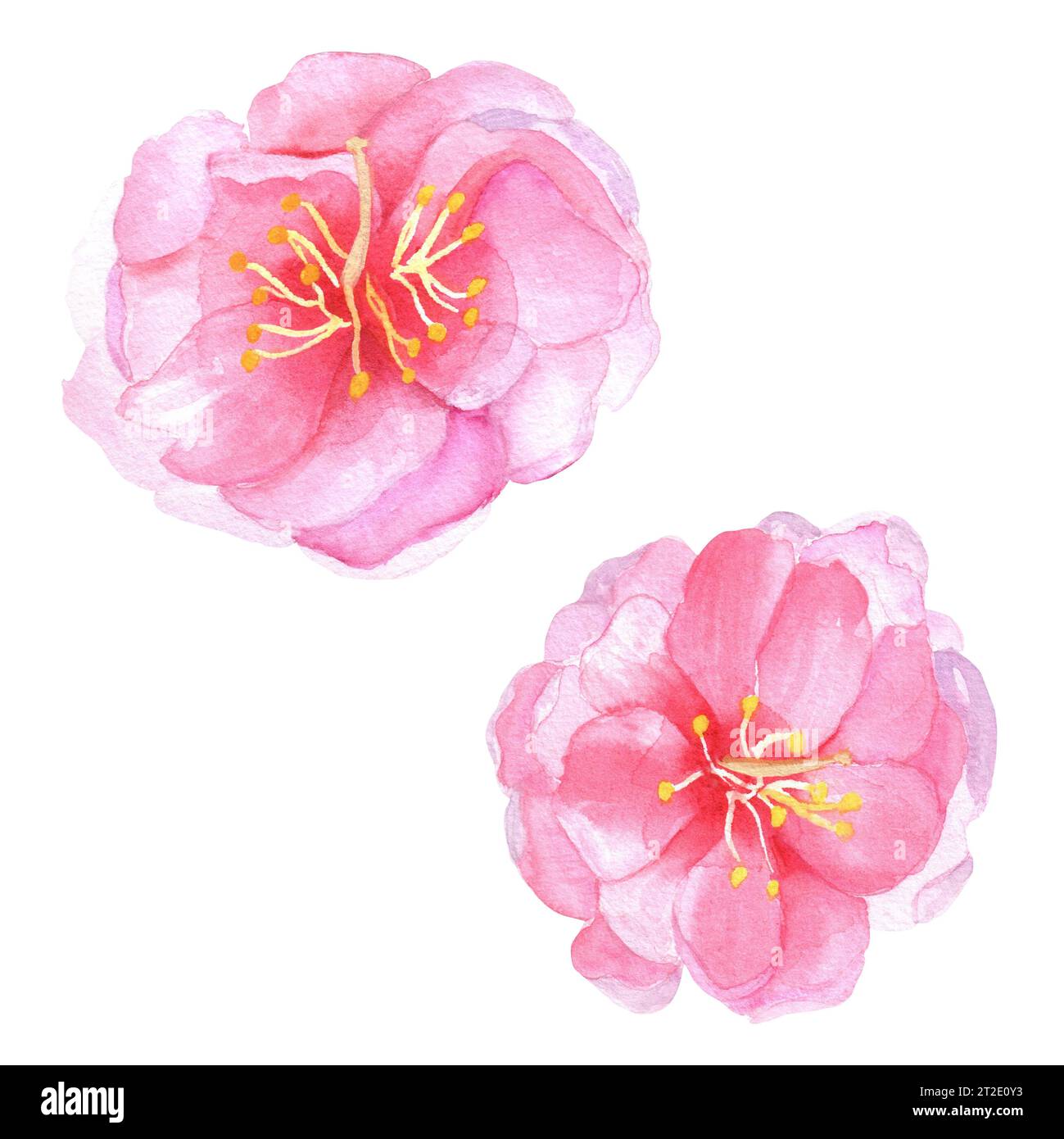 Handgezeichnete Aquarellillustration. Schöne rosa Kirschblüten Sakura Blumen für Designarbeiten Stockfoto