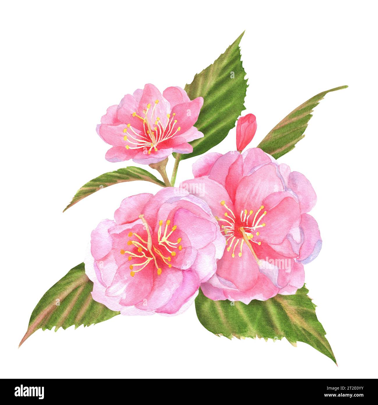 Handgezeichnete Aquarellillustration. Rosafarbene Kirschblüten (Sakura) mit grünen Blättern und Knospen Stockfoto