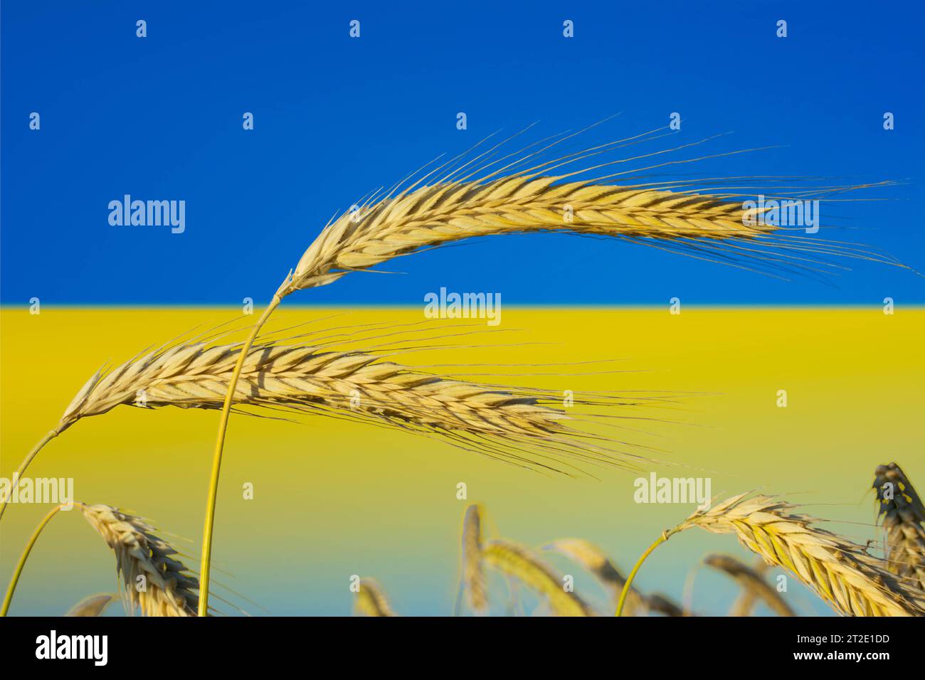 Ukraine: Die Kornkammer Europas Symbolbild zum Thema Getreideproduktion, Landwirtschaft, Ernährungssicherheit in der Ukraine *** Ukraine die Kornkammer Europas Symbolbild zum Thema Getreideproduktion, Landwirtschaft, Ernährungssicherheit in der Ukraine. Stockfoto