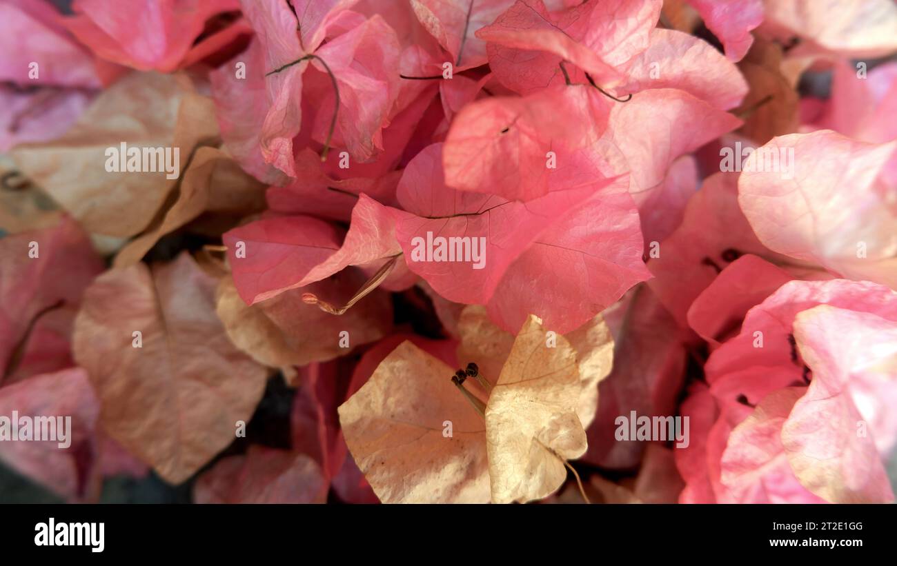 Fallende Bougainvillea-Blütenblätter Stockfoto