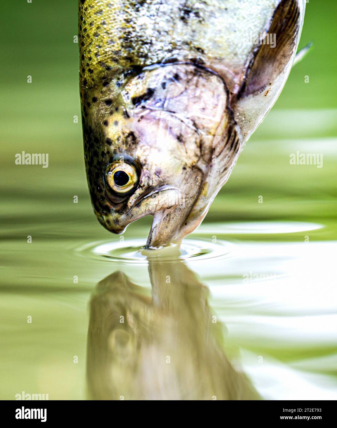 Regenbogenforellen aus nächster Nähe im Wasser. Die Regenbogenforelle im See. Forellen im grünen Wasser eines Bergsees. Angeln. Regenbogenforellenfische springen Stockfoto