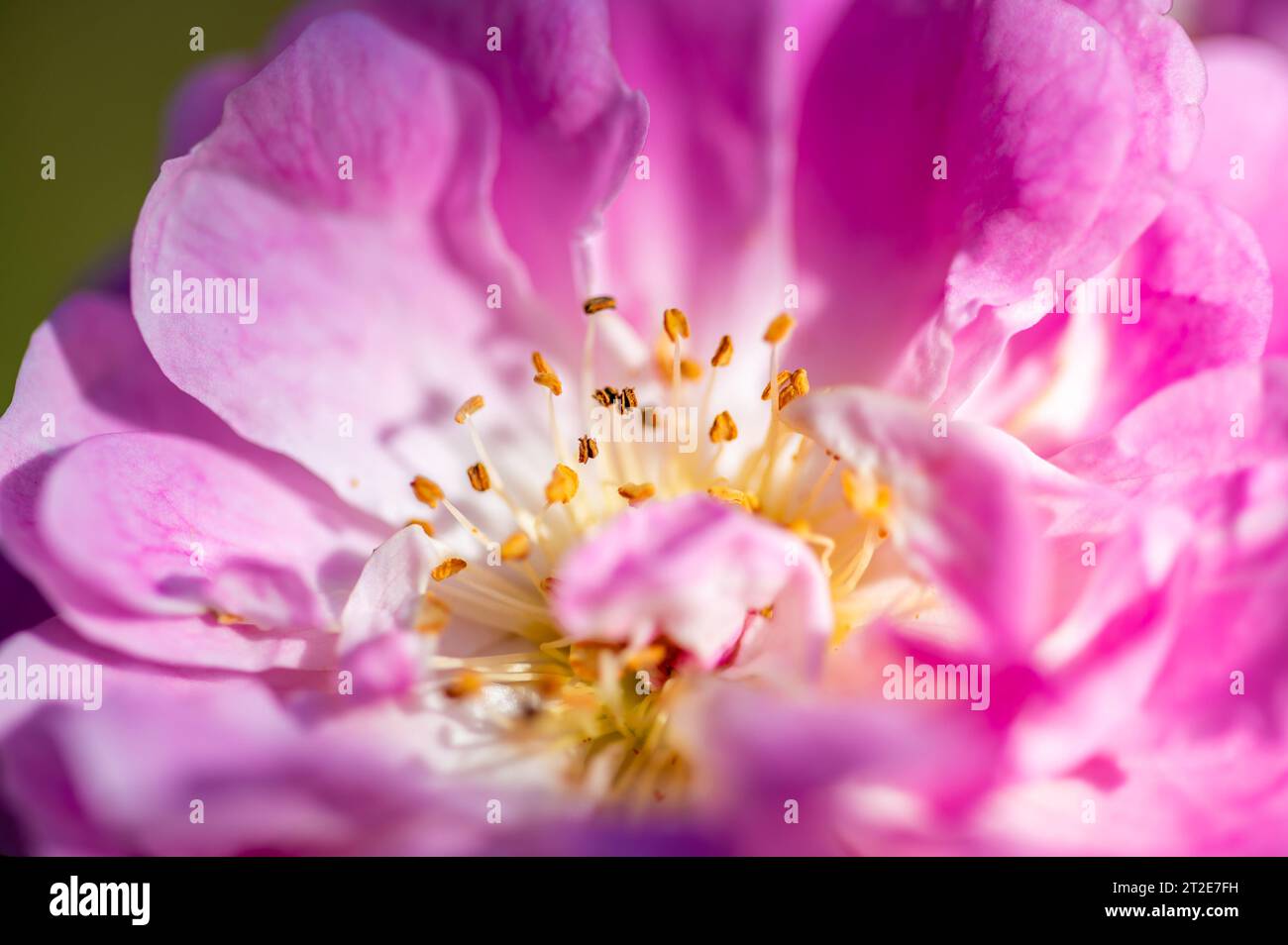 Makrodetailansicht der Rosenblüte, Konzept der Blume im Garten Stockfoto