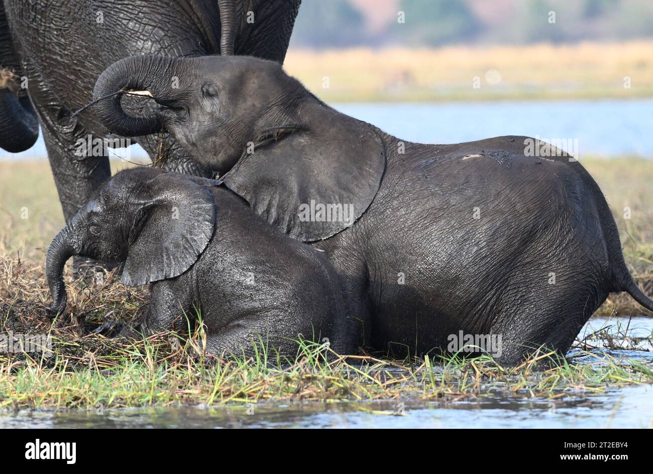 Baby und junger Elefant versuchen aus dem Wasser auf dem Gras zu treten Stockfoto