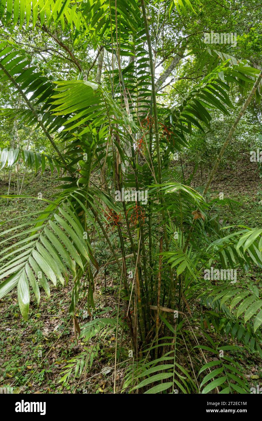 Eine Pacaya-Palme, Chamaedorea tepejilote, im Yaxha-Nakun-Naranjo-Nationalpark, Peten, Guatemala. Stockfoto