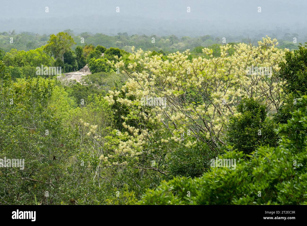 Ein Akazienbaum, Gattung Mariosousa, in Blüte im Yaxha-Nakun-Naranjo-Nationalpark, Peten, Guatemala. Stockfoto