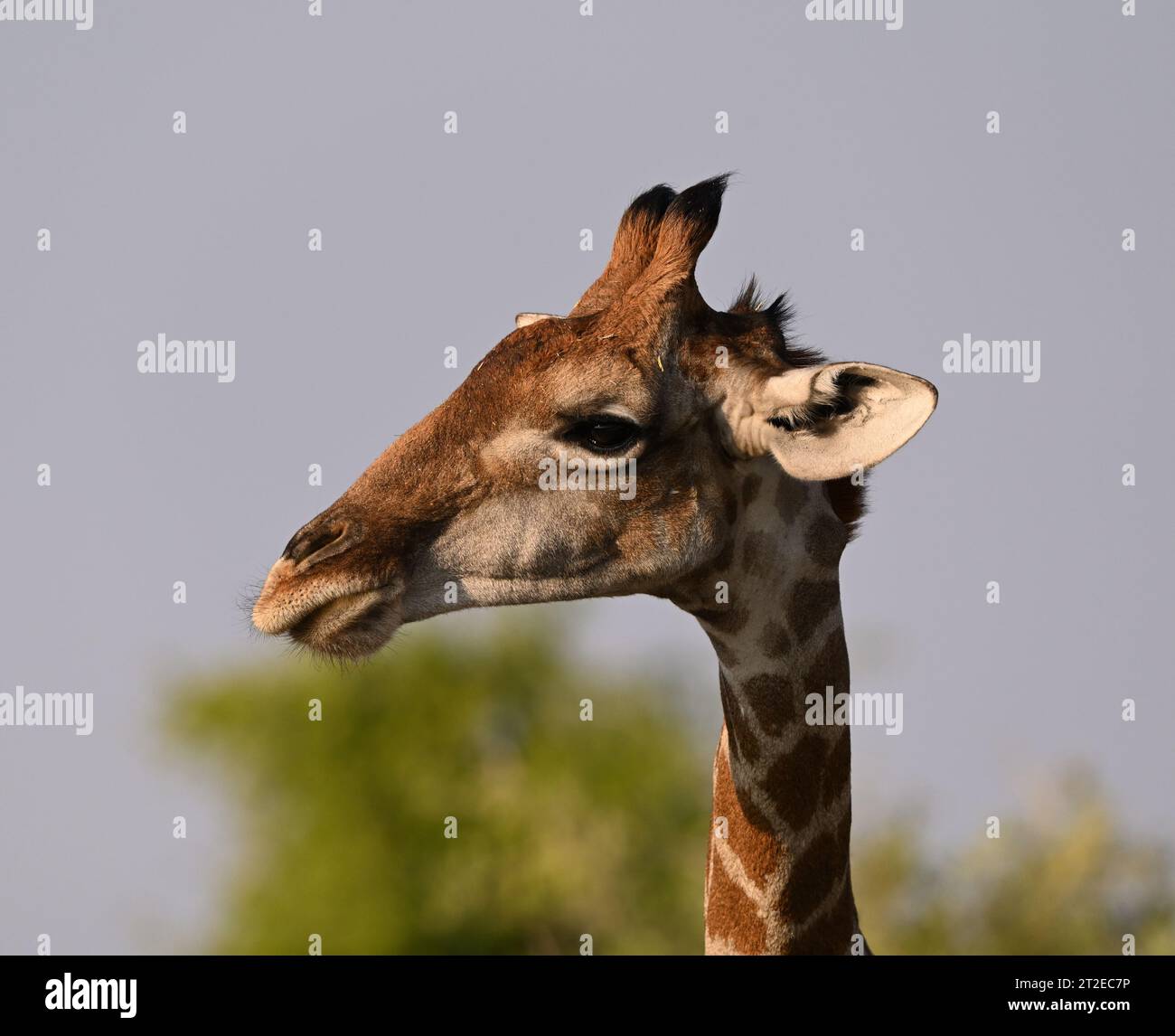 Porträt einer Giraffe im Etosha Park Namibia Stockfoto