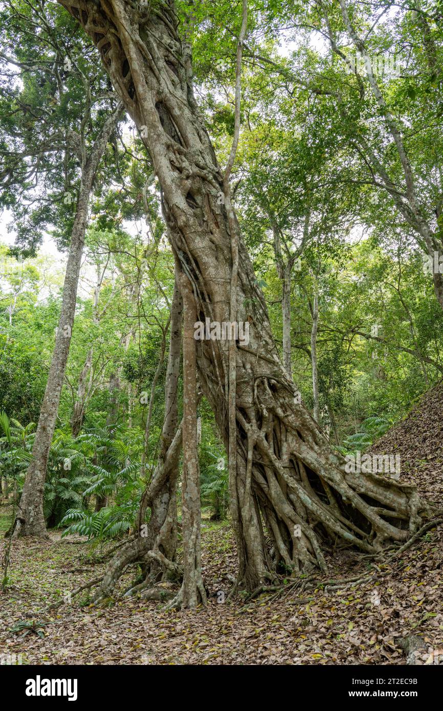Eine Strangler-Feige, die um einen Baum im Yaxha-Nakun-Naranjo-Nationalpark in Peten, Guatemala wächst. Stockfoto