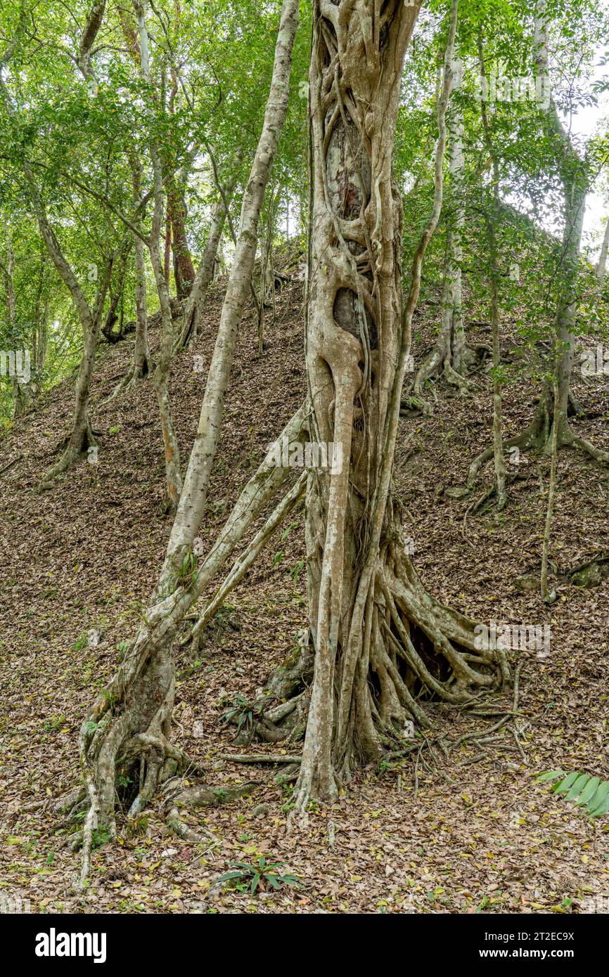 Eine Strangler-Feige, die um einen Baum auf einem unausgegrabenen Ruinenhügel im Yaxha-Nakun-Naranjo-Nationalpark in Peten, Guatemala wächst. Stockfoto