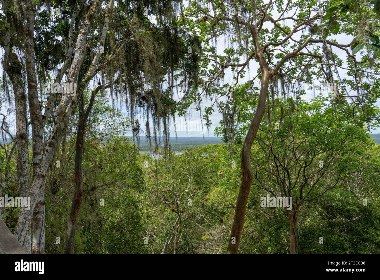 Blick auf den Yaxha-See von oben Struktur 117 in den Maya-Ruinen im Yaxha-Nakun-Naranjo-Nationalpark, Guatemala. Dieser große, unenträgte Hügel ist Teil Stockfoto