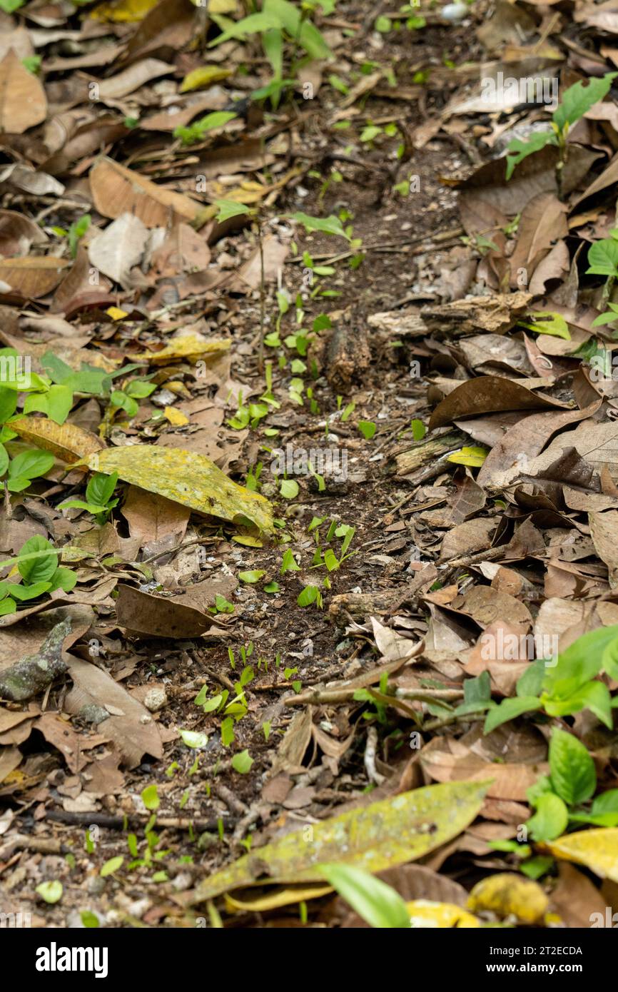 Eine Spur von Blattschneider-Ameisen, die Blätter im Yaxha-Nakun-Naranjo-Nationalpark in Peten, Guatemala transportieren. Stockfoto