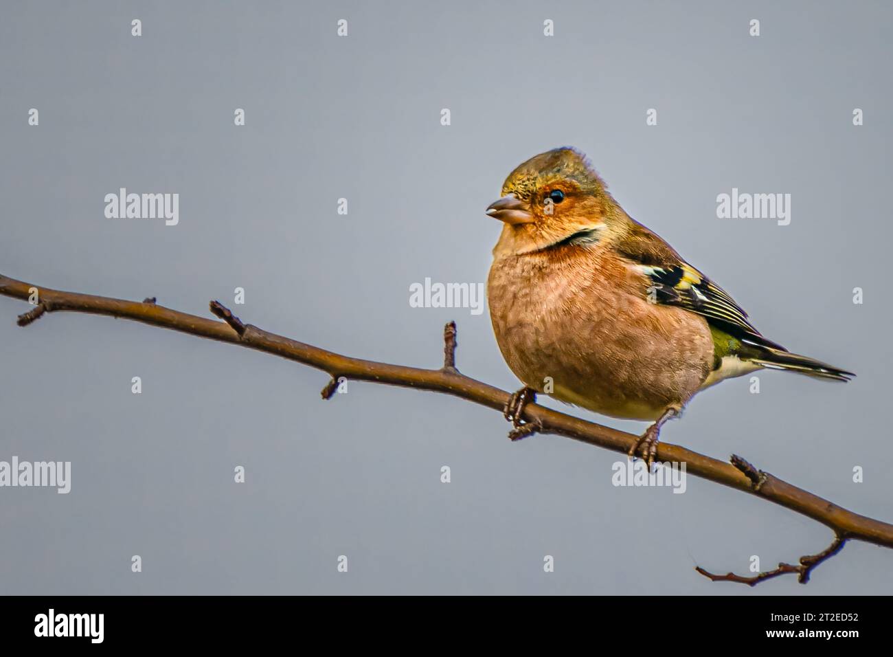 Chaffinch an einer Zweigstelle im richmond Park Stockfoto