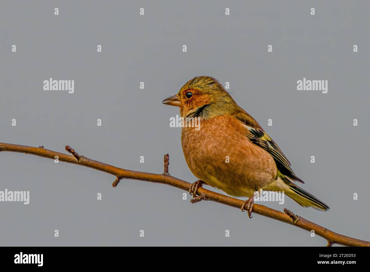 Chaffinch an einer Zweigstelle im richmond Park Stockfoto