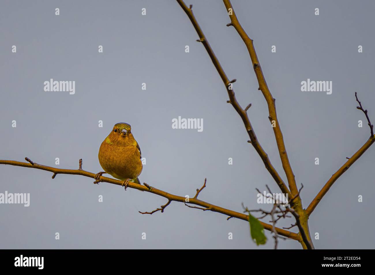 Chaffinch an einer Zweigstelle im richmond Park Stockfoto