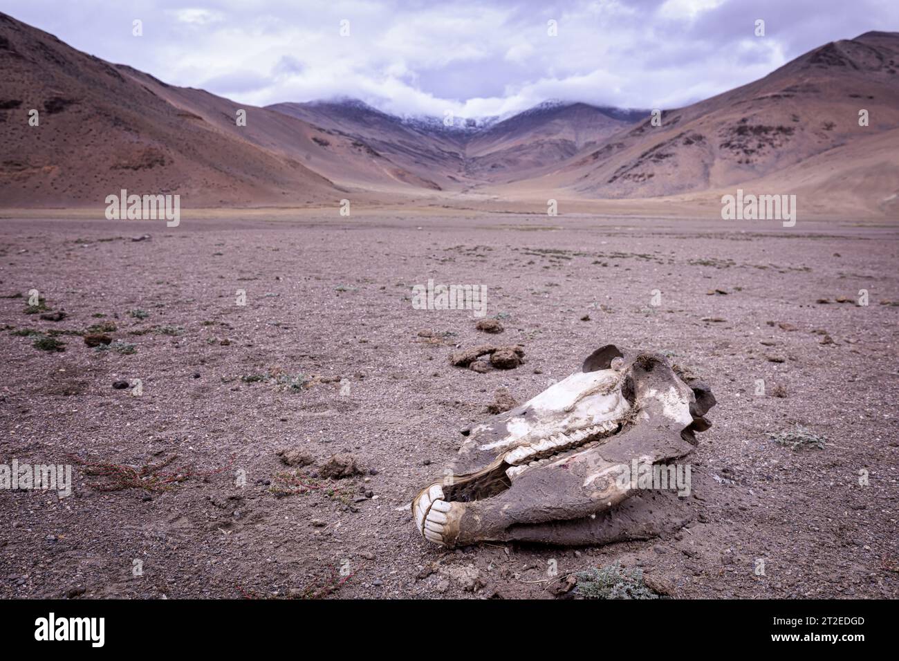 Pferdeschädel, Ladakh, Indien Stockfoto