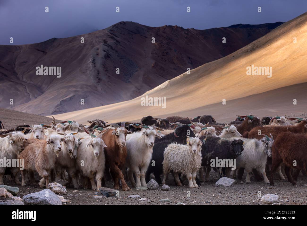 Paschmina Ziegen, Ladakh, Indien Stockfoto