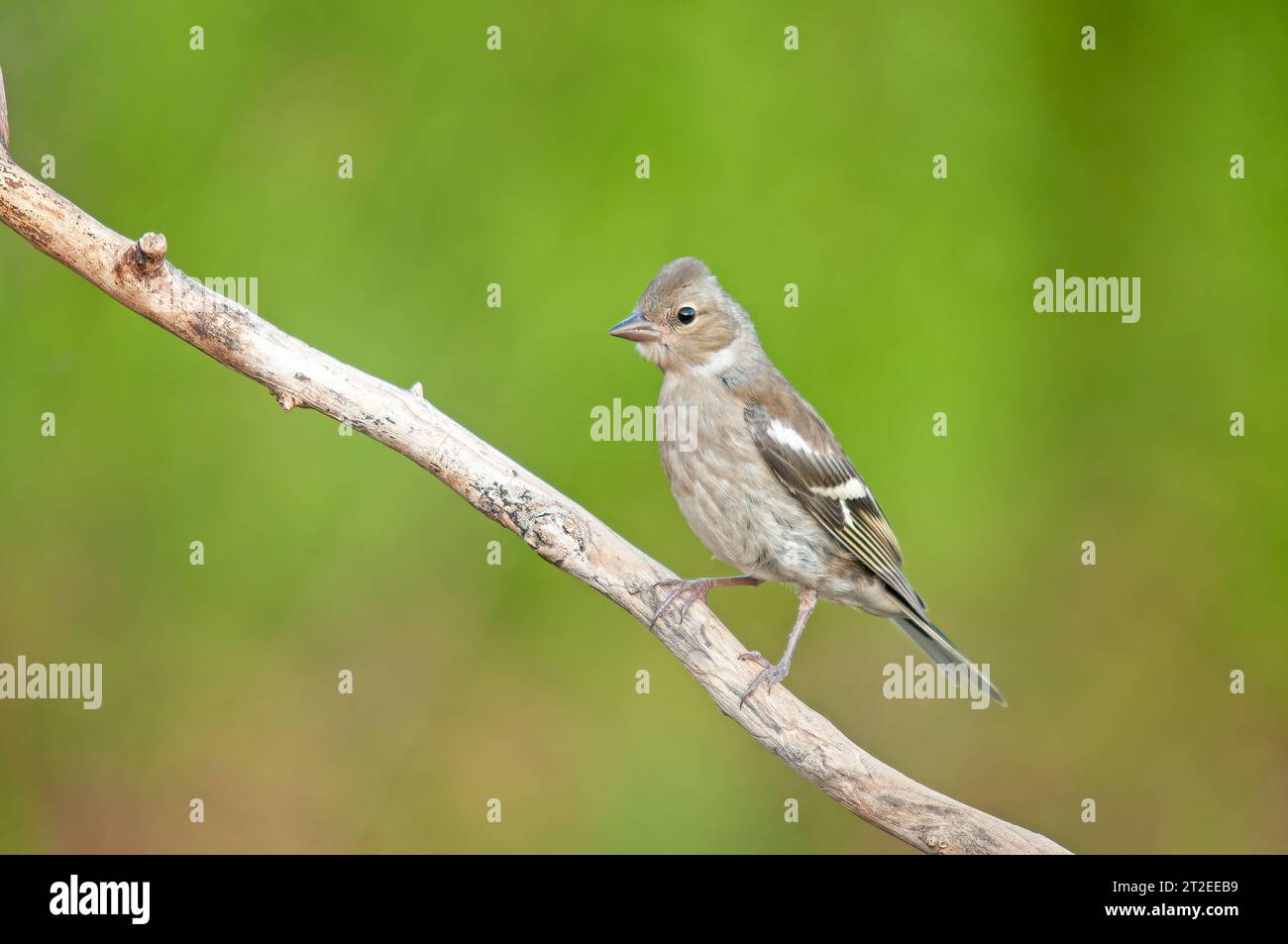 Weibliche Gemeine Chaffinch (Fringilla coelebs) auf einem Ast. Stockfoto