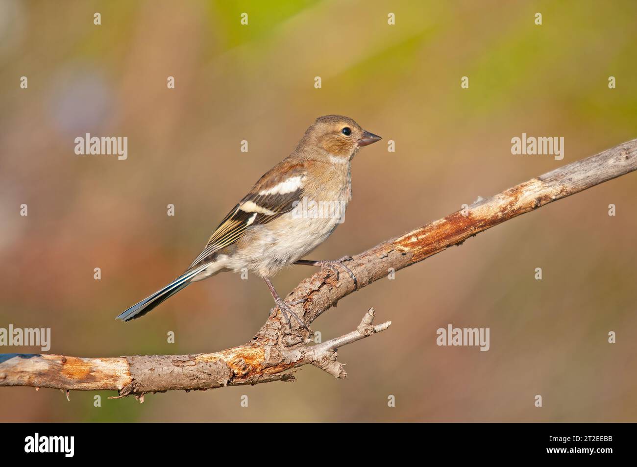 Weibliche Gemeine Chaffinch (Fringilla coelebs) auf einem Ast. Stockfoto