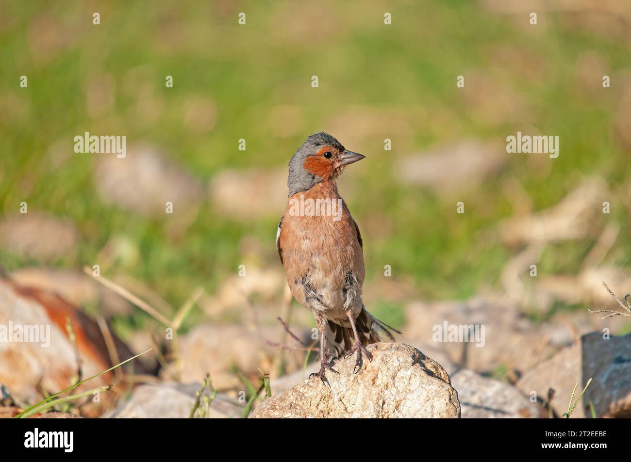 Fringilla Coelebs auf dem Felsen. Stockfoto