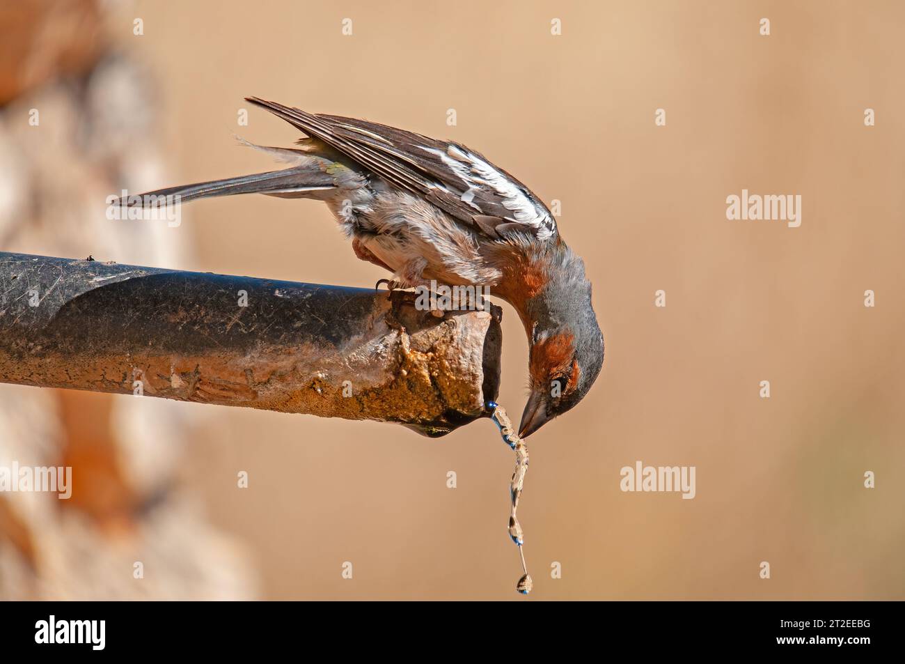 Fringilla coelebs trinken aus einem Brunnen. Vogeltrinkwasser. Stockfoto