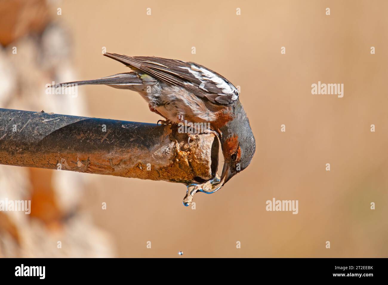 Fringilla coelebs trinken aus einem Brunnen. Vogeltrinkwasser. Stockfoto