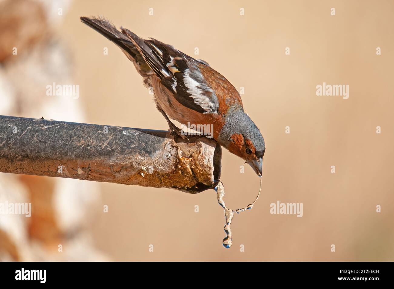 Fringilla coelebs trinken aus einem Brunnen. Vogeltrinkwasser. Stockfoto