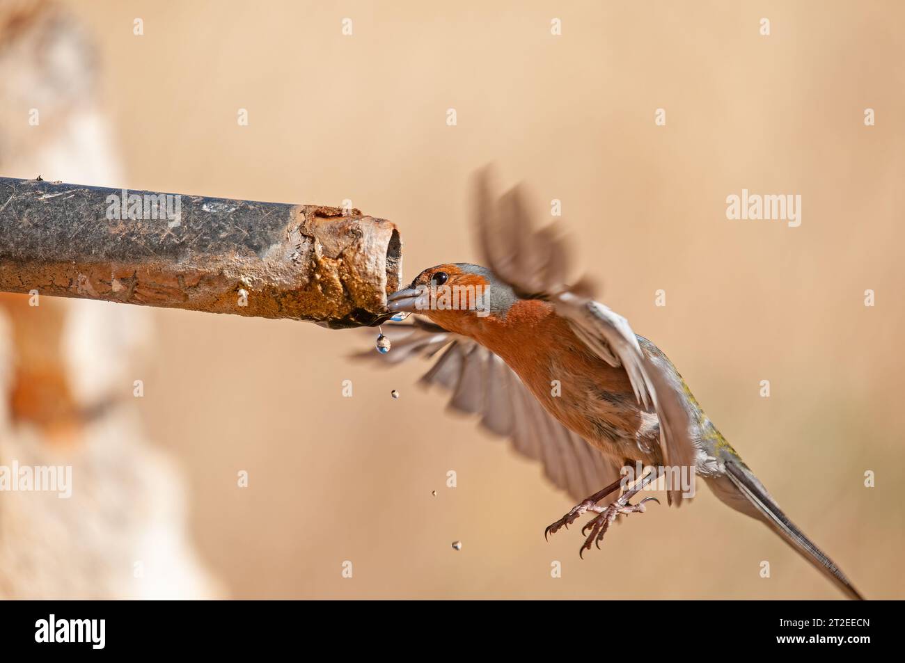 Fringilla coelebs trinken aus einem Brunnen. Vogeltrinkwasser. Stockfoto