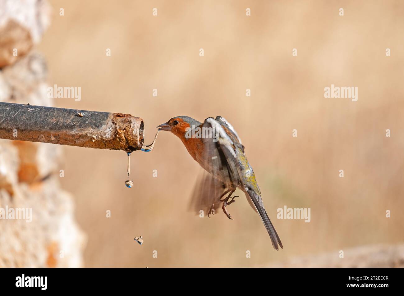 Fringilla coelebs trinken aus einem Brunnen. Vogeltrinkwasser. Stockfoto