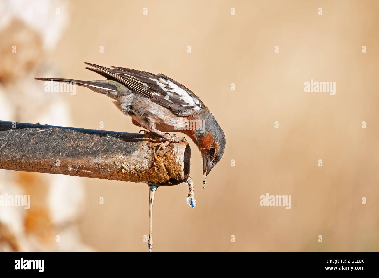 Fringilla coelebs trinken aus einem Brunnen. Vogeltrinkwasser. Stockfoto