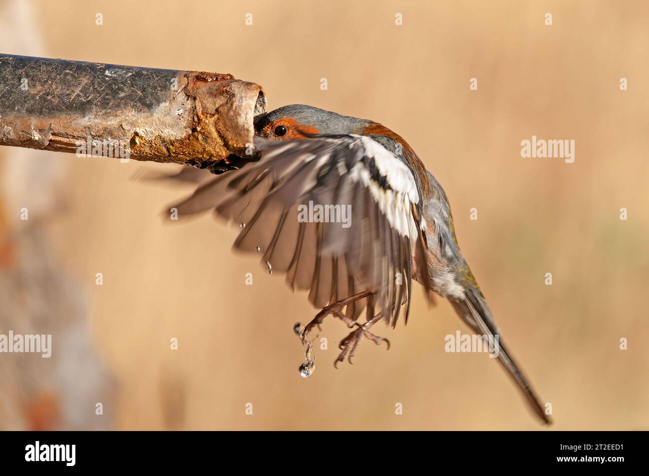 Fringilla coelebs trinken aus einem Brunnen. Vogeltrinkwasser. Stockfoto