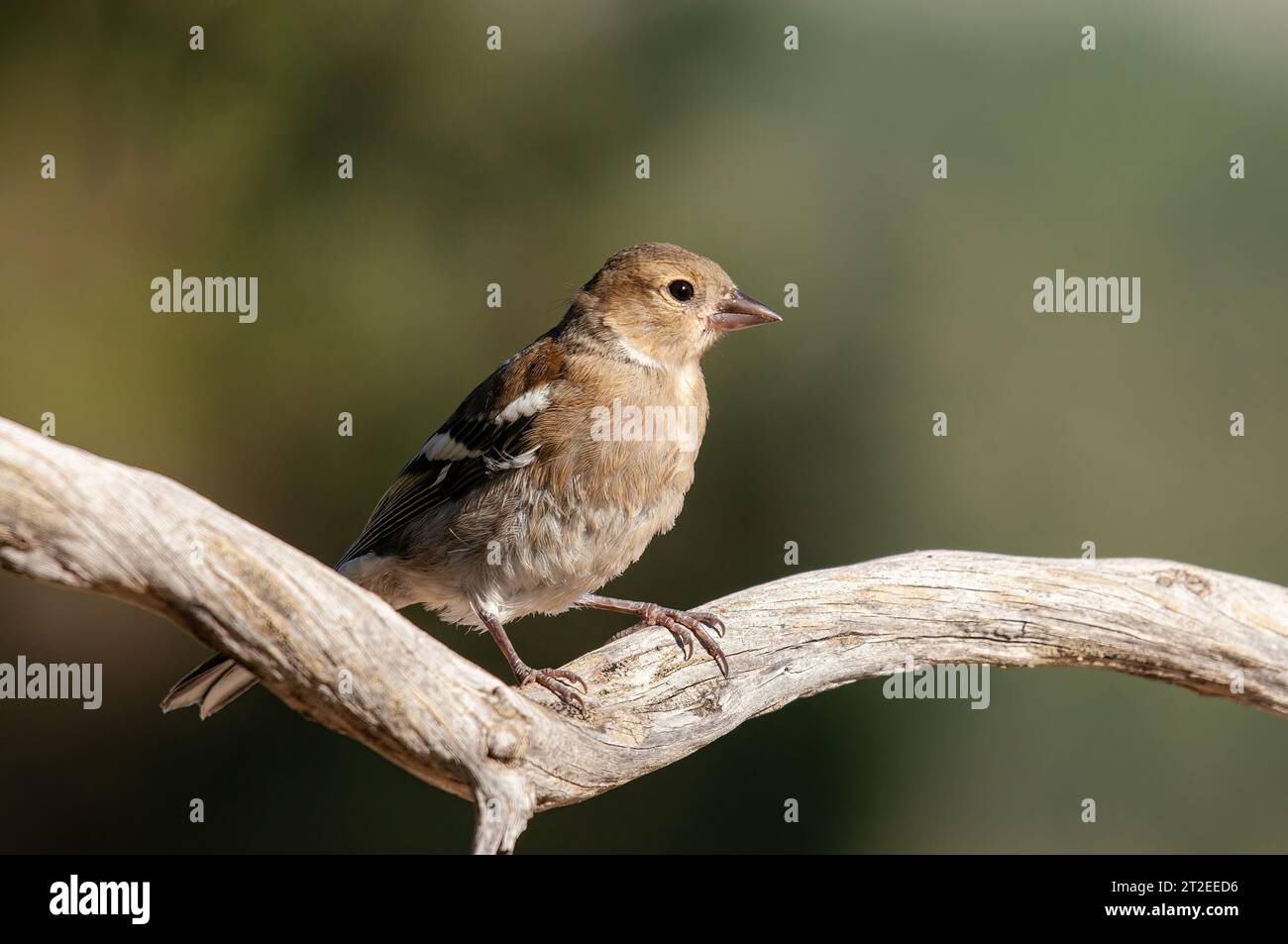Weibliche Gemeine Chaffinch (Fringilla coelebs) auf einem Ast. Stockfoto