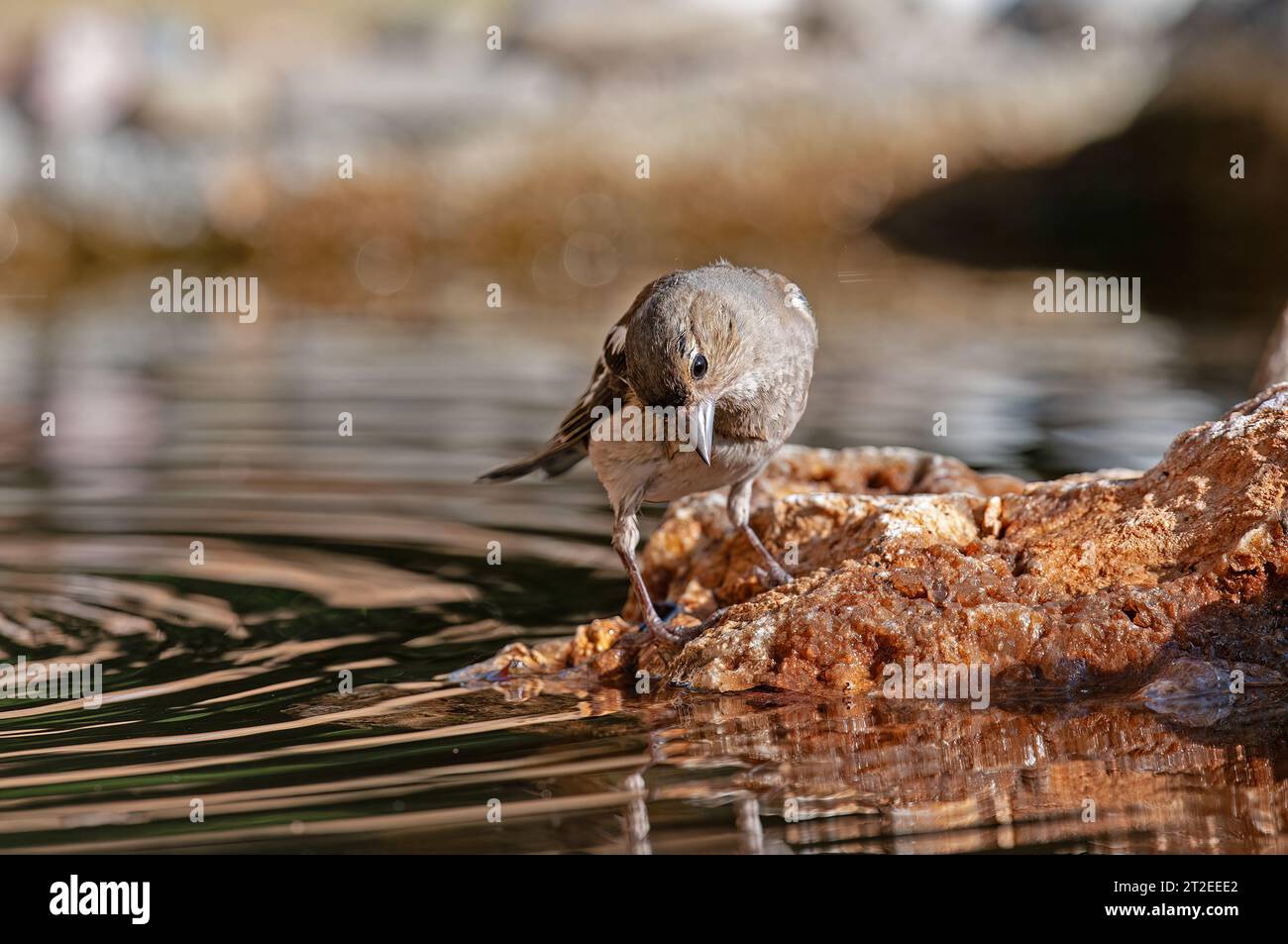 Fringilla Coelebs auf dem Felsen. Stockfoto