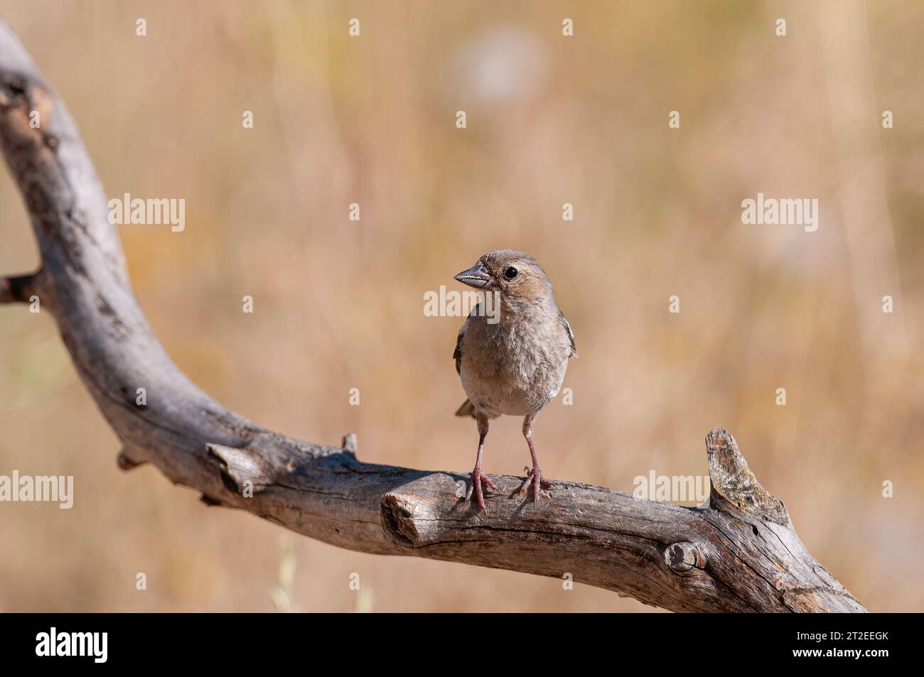 Weibliche Gemeine Chaffinch (Fringilla coelebs) auf einem Ast. Stockfoto